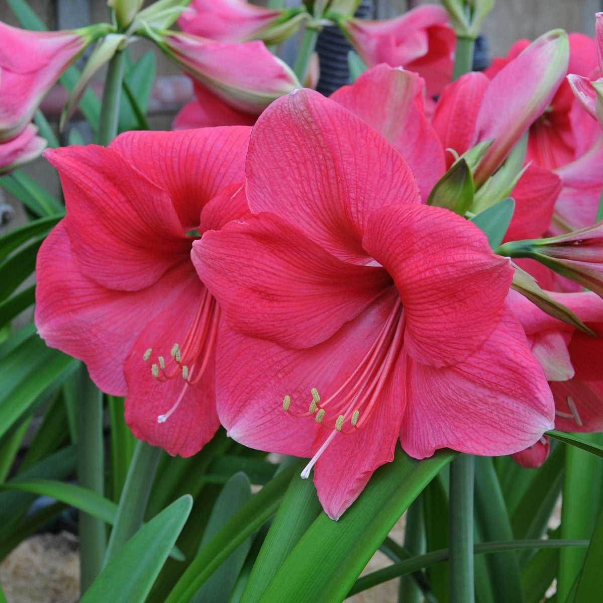 Amaryllis Pink Surprise