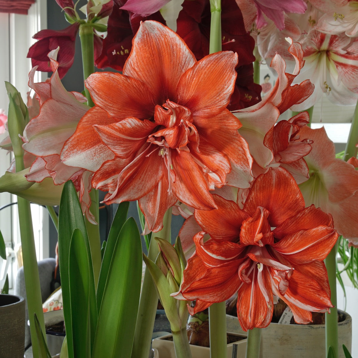 Amaryllis Flamed Amadeus