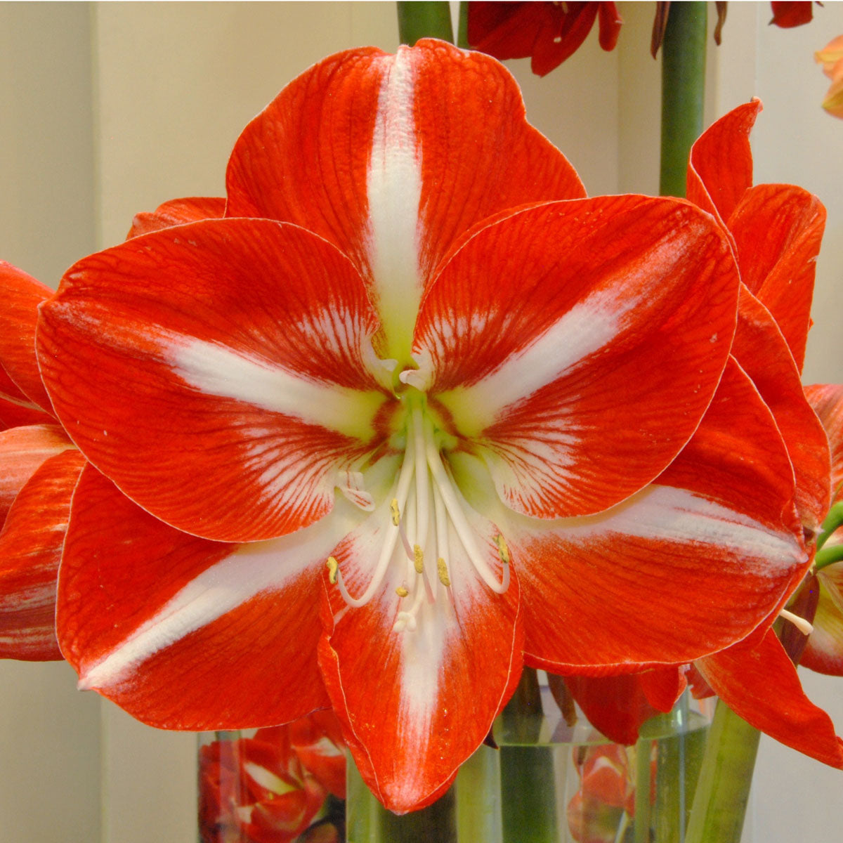 Amaryllis Stargazer