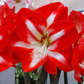 Amaryllis Stargazer