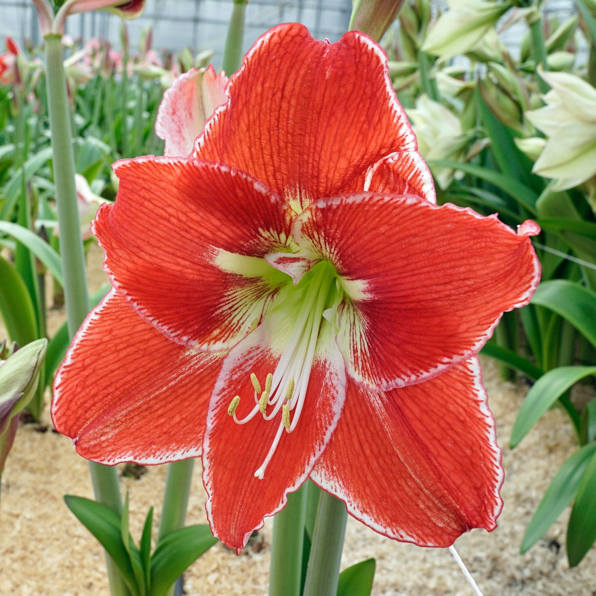 Amaryllis Silver Queen