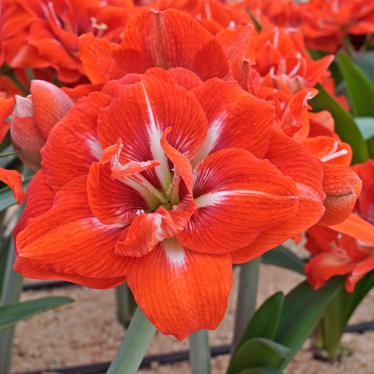 Amaryllis Happy Nymph