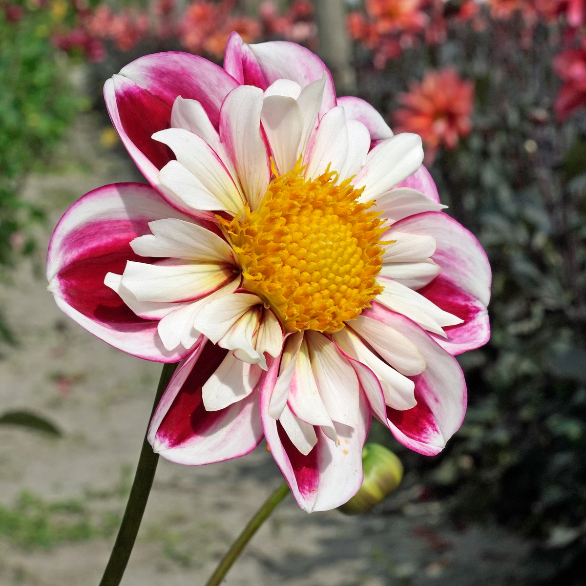 Dahlia Bumble Rumble