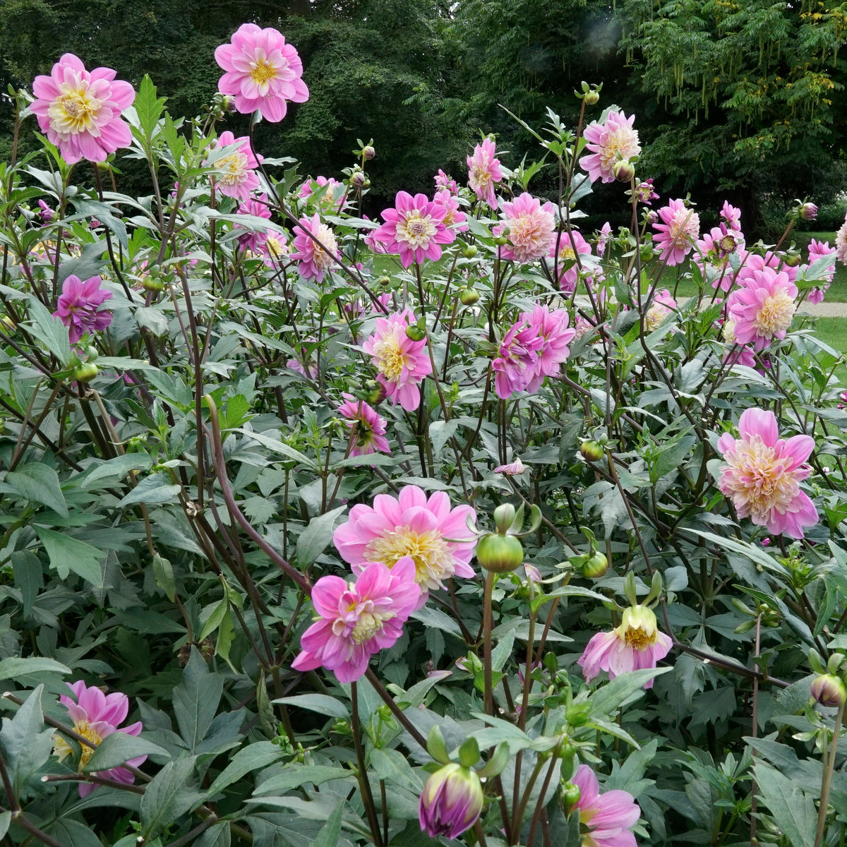 Dahlia Take Off