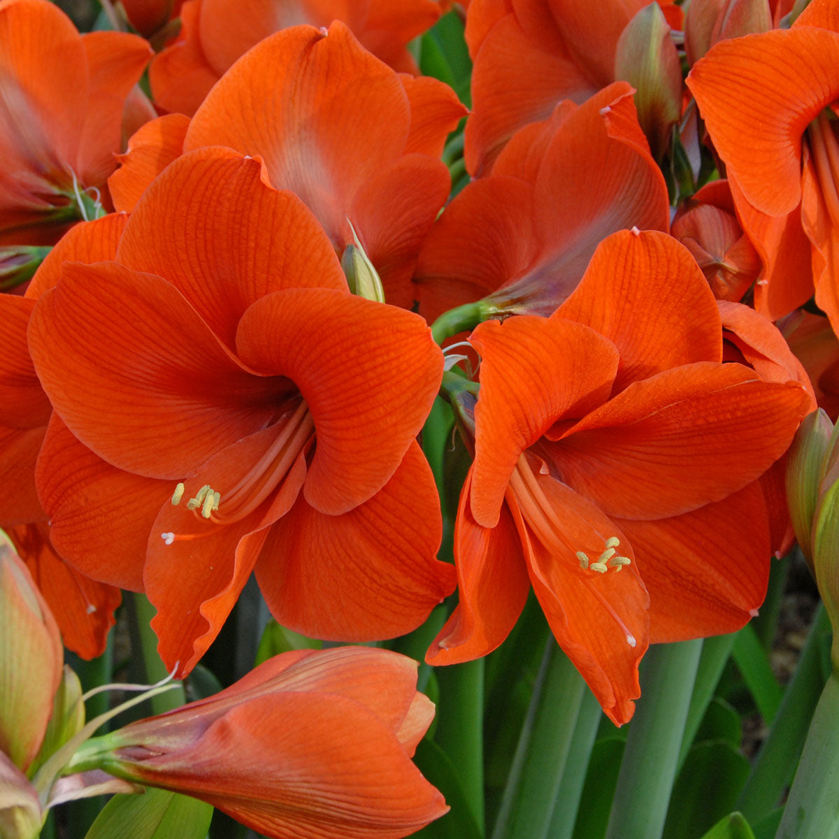 Amaryllis Naranja