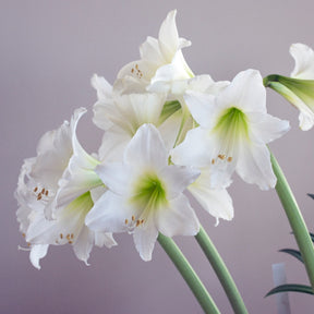 Amaryllis White Garden