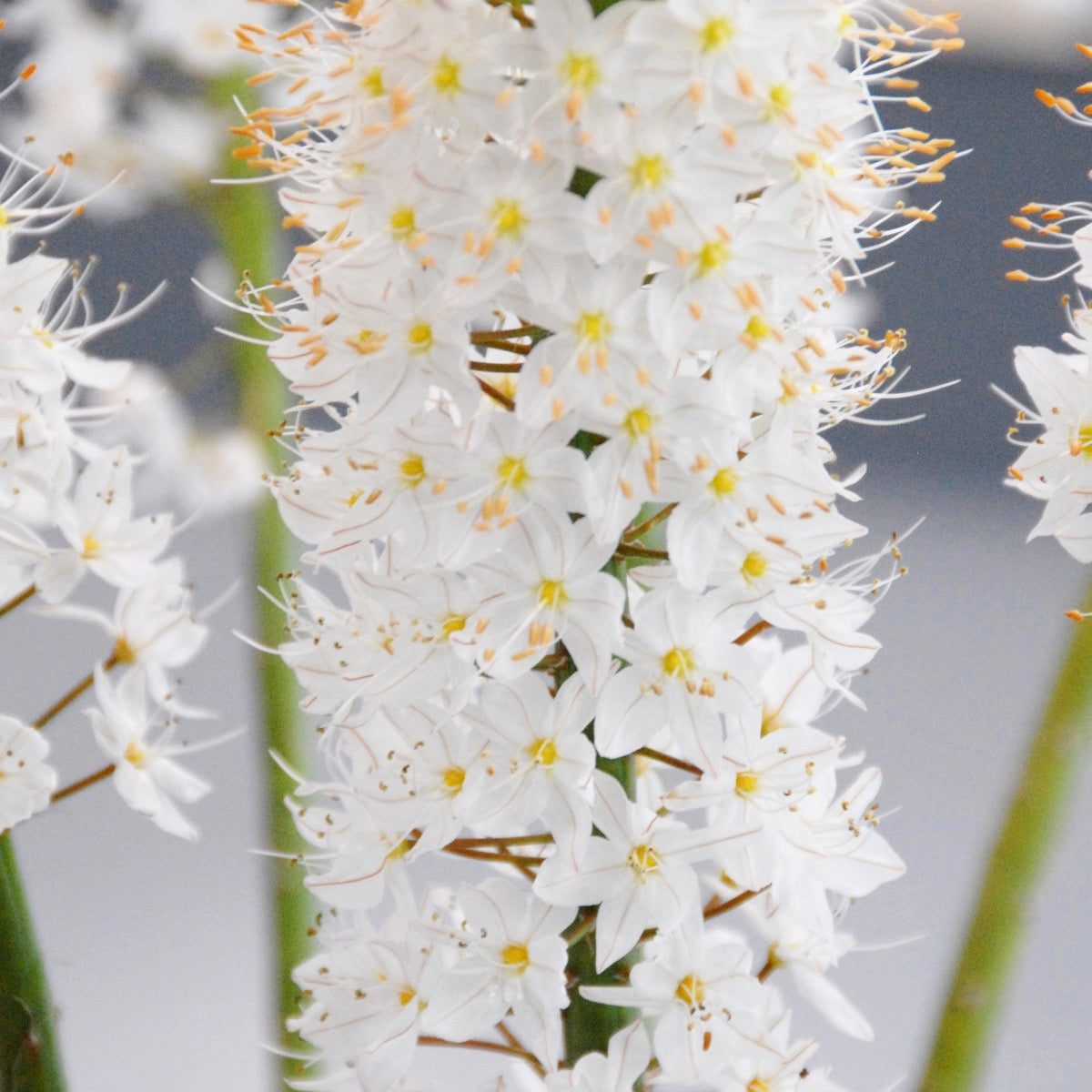 Eremurus himalaicus