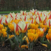 Mixture Tulip The First (20) & Crocus Yellow Mammoth (25) Garden Starter