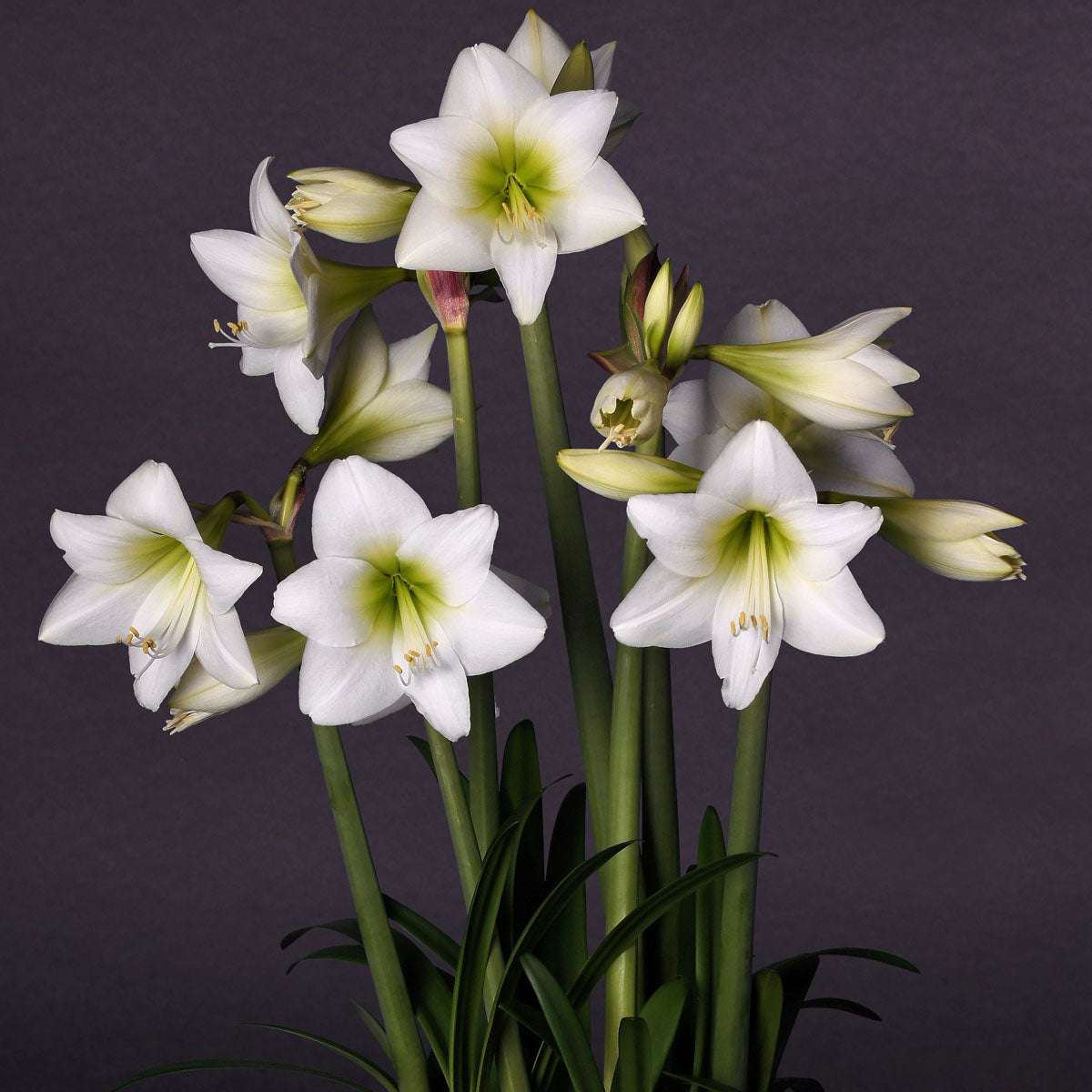 Amaryllis Garden White