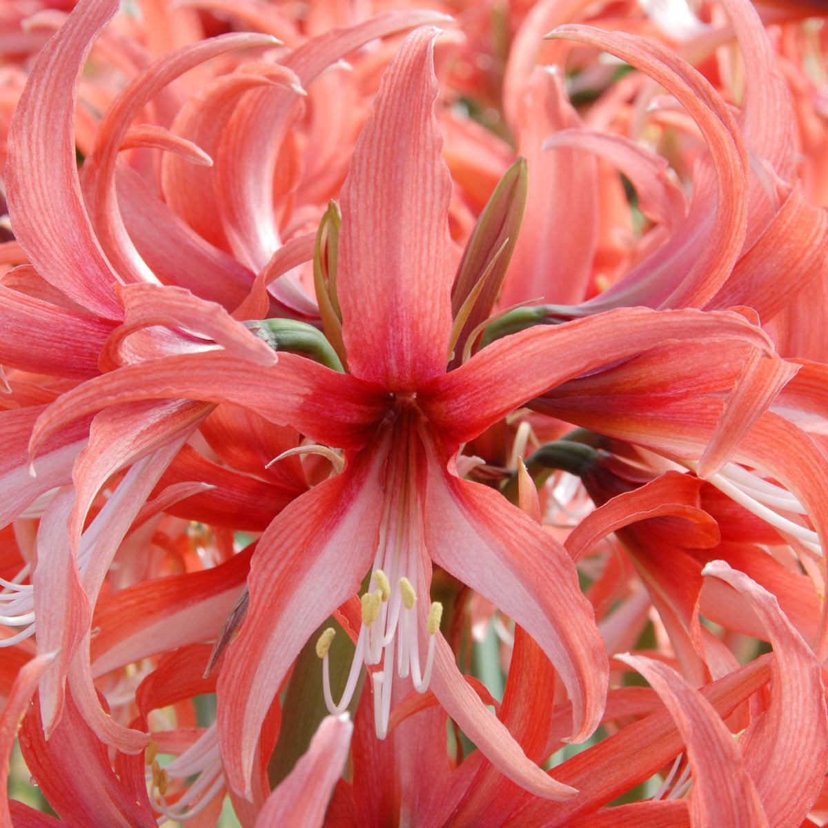 Amaryllis Rosado