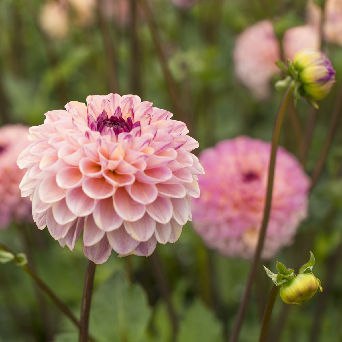 Dahlia Wine Eyed Jill