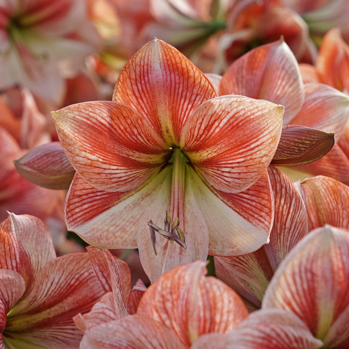 Amaryllis Provence