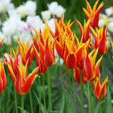 Tulipa Fly Away