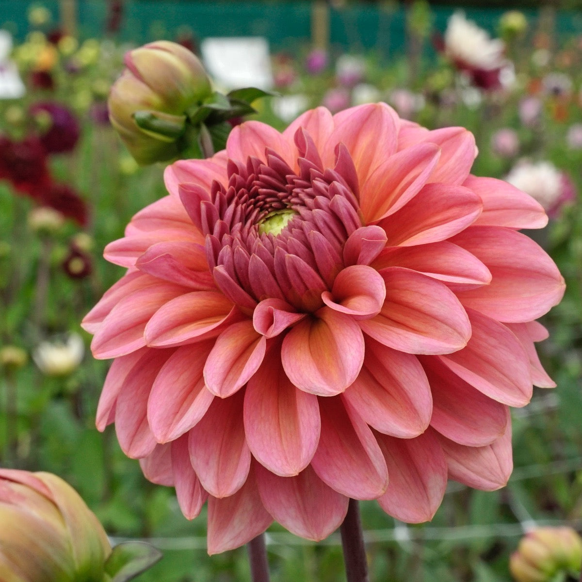 Dahlia Salmon Runner