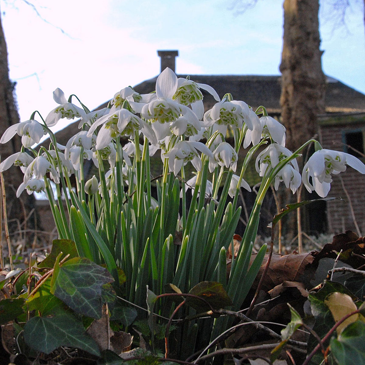 Galanthus nivalis Flore Pleno