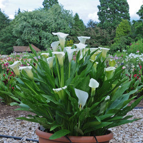 Zantedeschia Captain Fresco