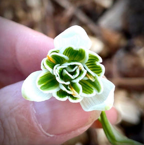 Galanthus nivalis Flore Pleno